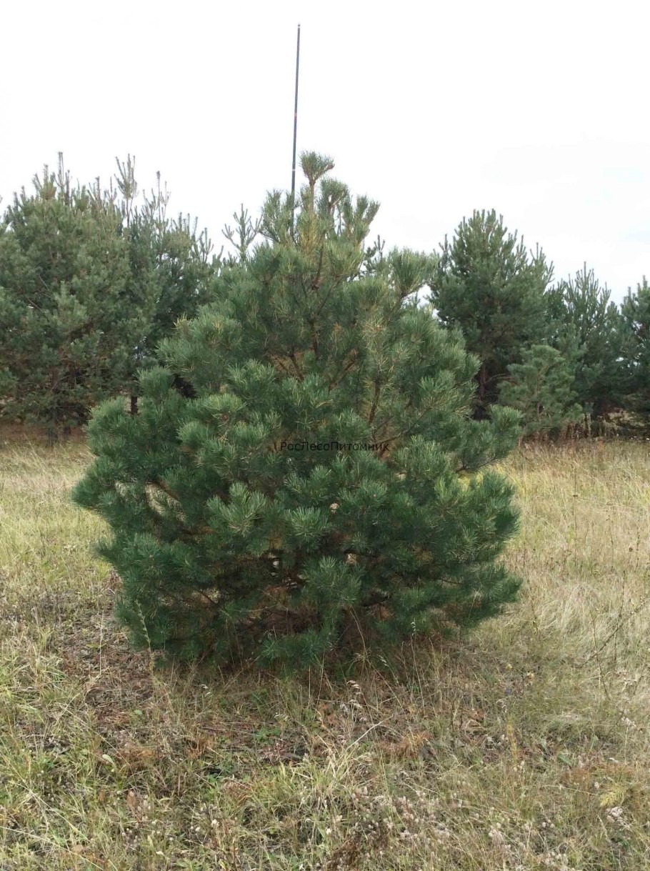 Сосна черная Хельга
