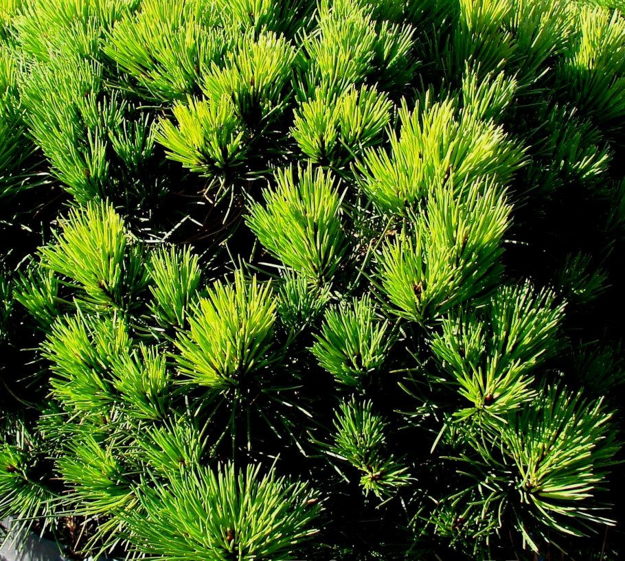 Pinus nigra Hornibrookiana