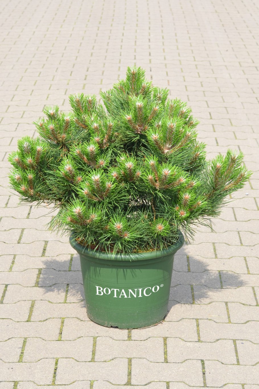 Сосна черная Хорнибрукиана