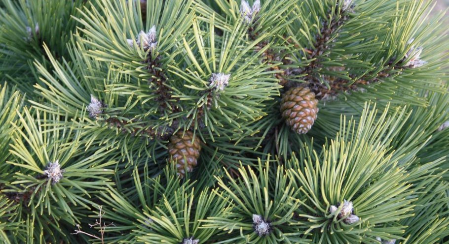 Сосна Pinus nigra