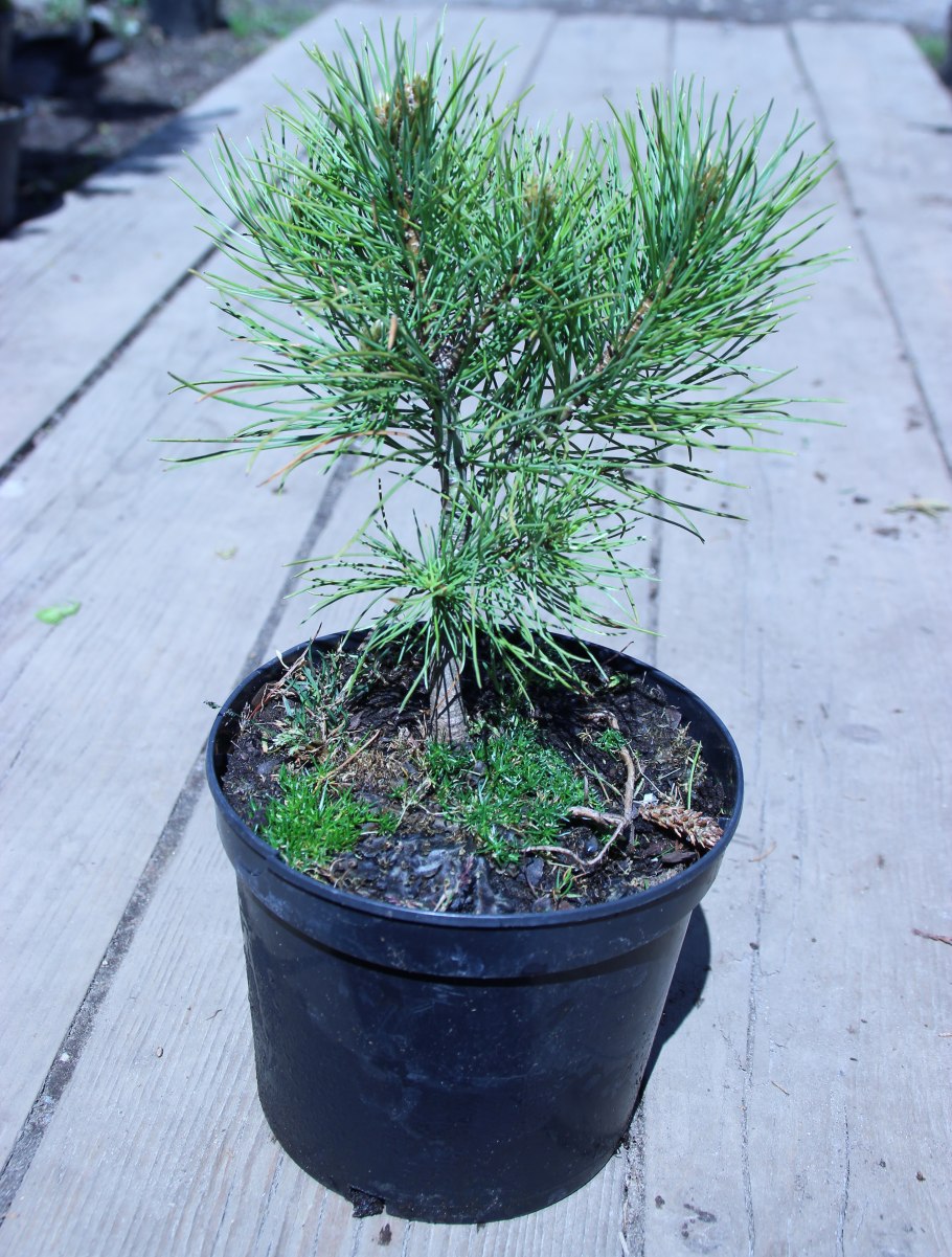 Pinus nigra Goldfingers