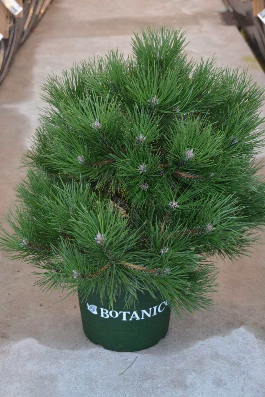 Сосна черная Komet