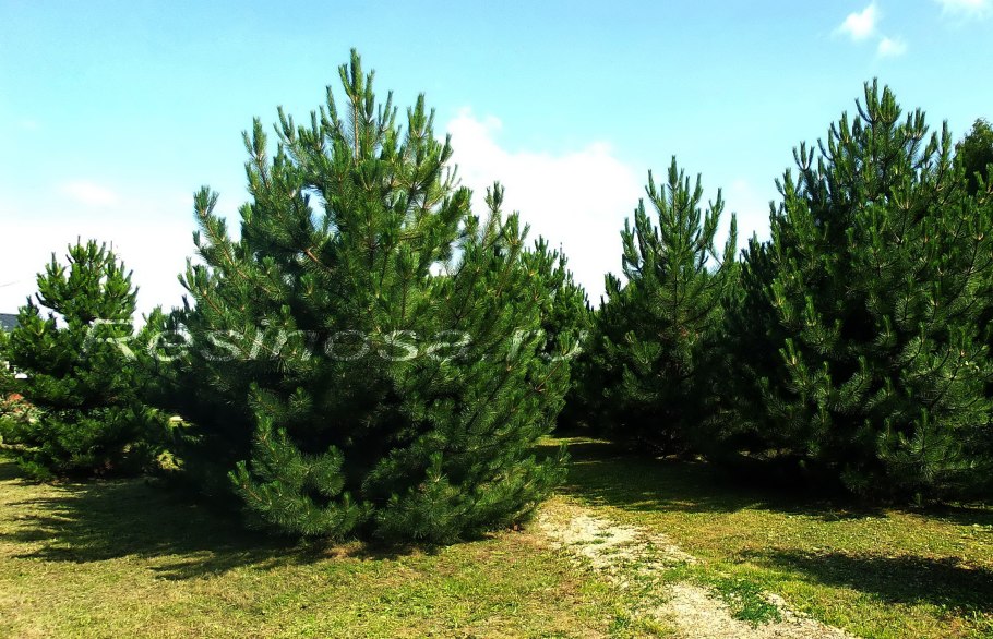 Сосна черная Шольц