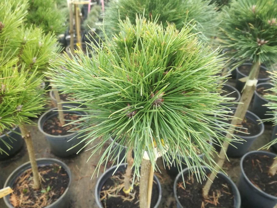 Сосна Pinus nigra Nana