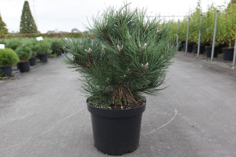 Сосна Франк