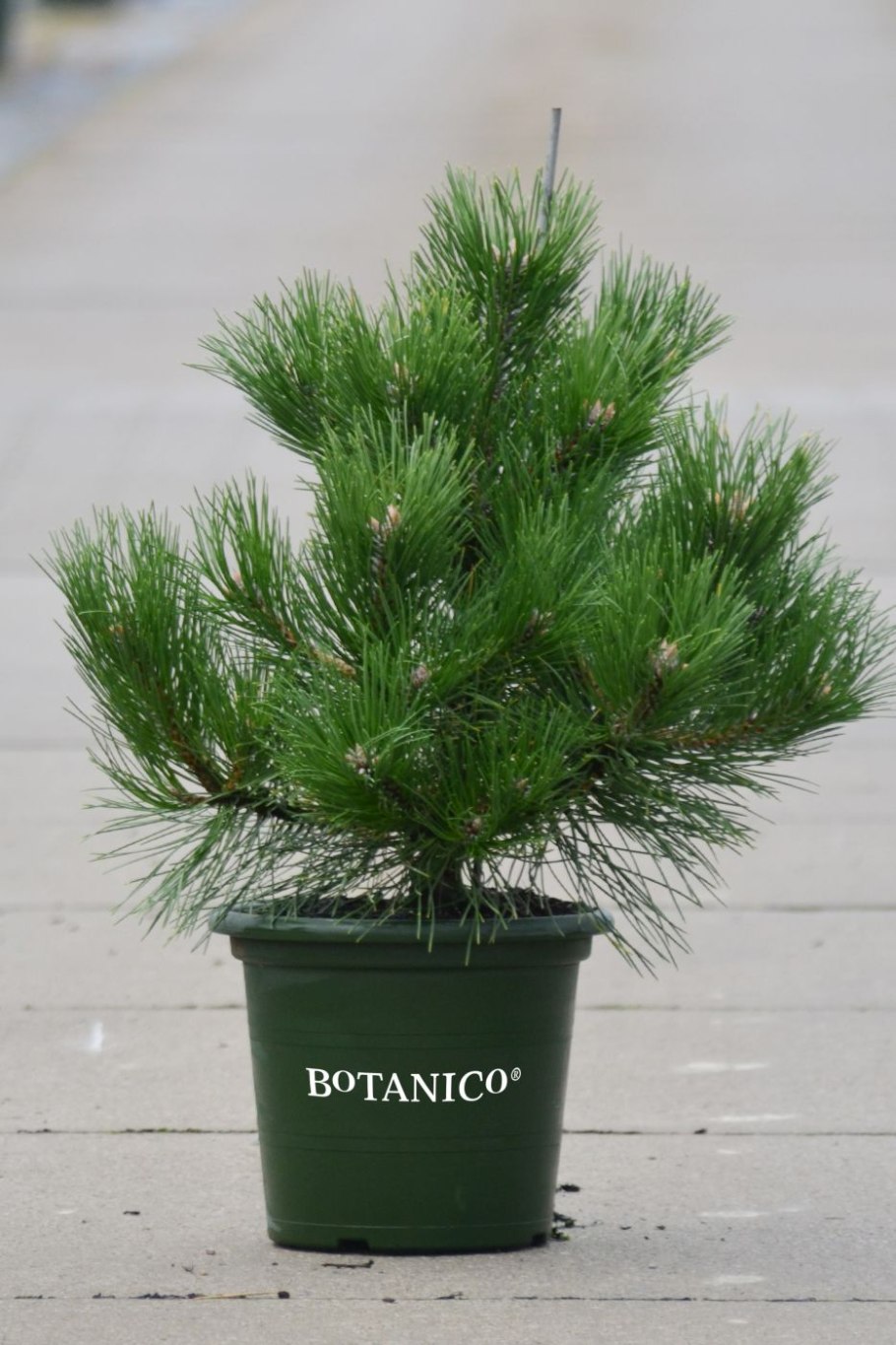 Сосна черная Хорнибрукиана штамбовая форма