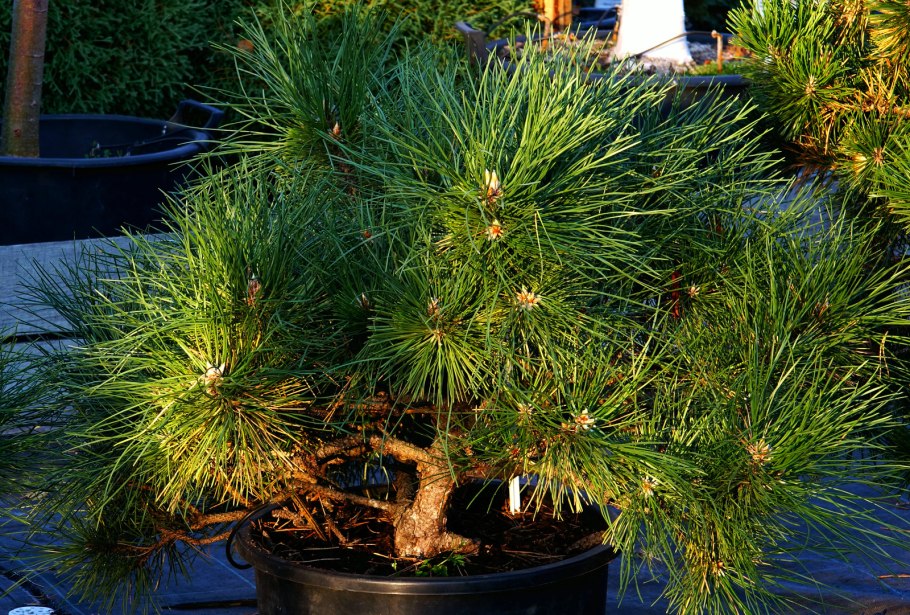 Pinus nigra Hornibrookiana