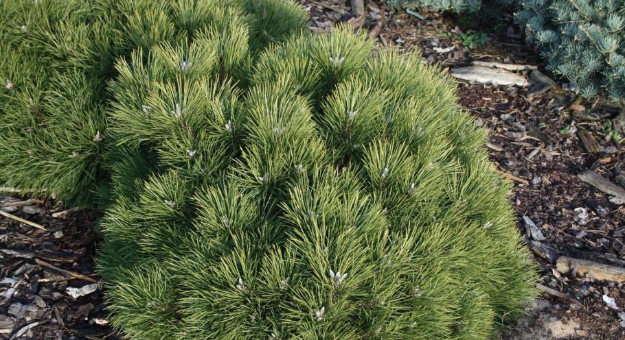 Сосна черная Хорнибрукиана