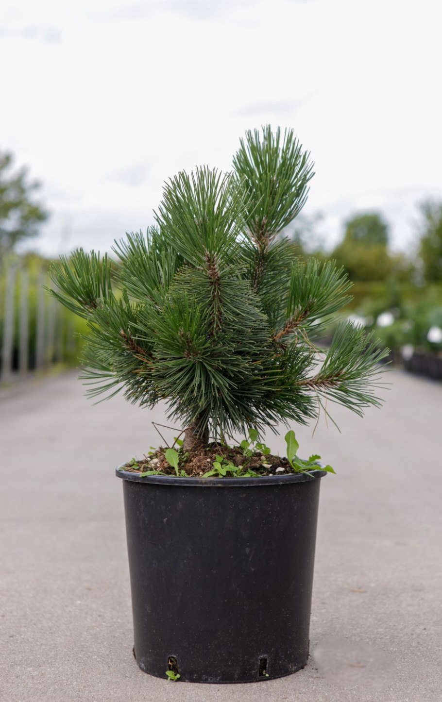 Pinus nigra Caramanica