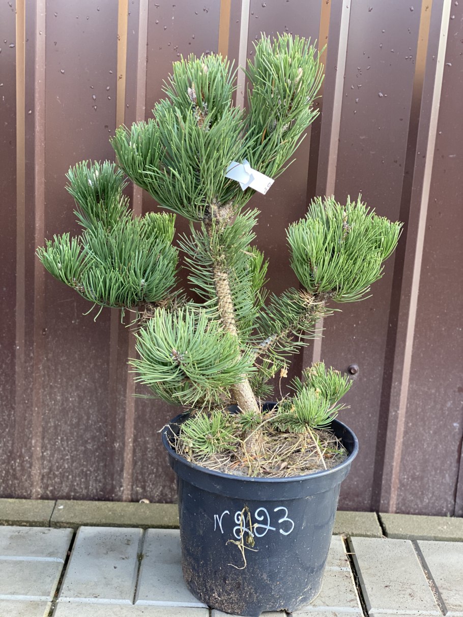 Pinus nigra Hornibrookiana