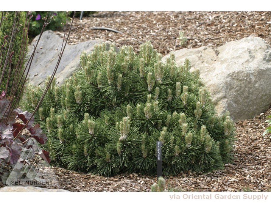 Pinus nigra 'Nana'