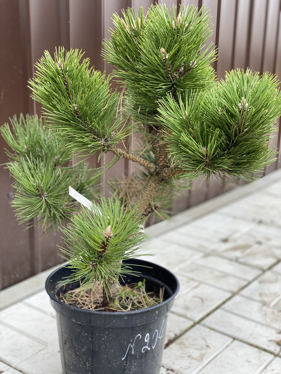 Pinus nigra Smaragd