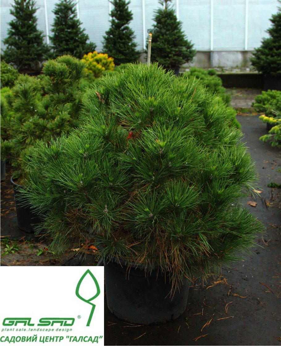 Сосна Pinus nigra