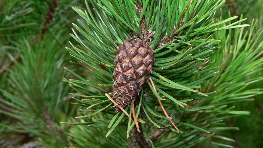 Сосна Гельдрейха компакт