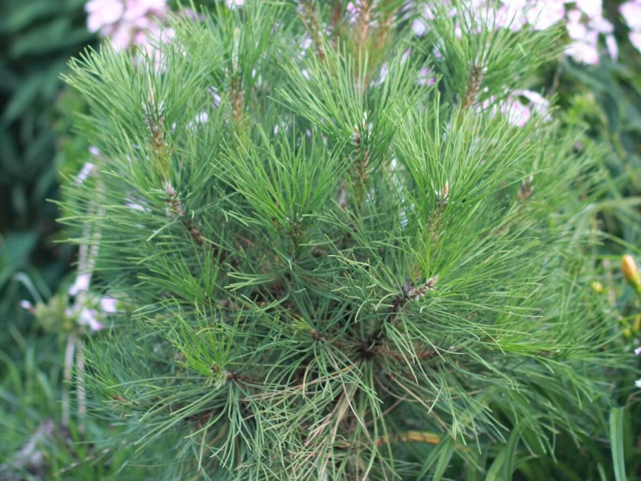 Pinus nigra Hornibrookiana