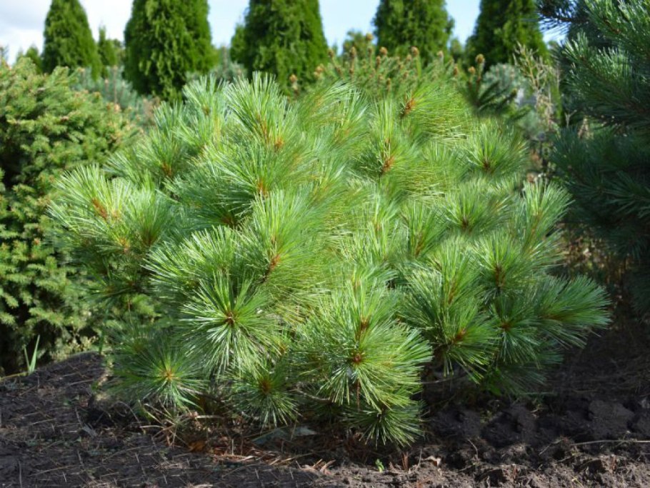 Сосна Тунберга Pinus thunbergii