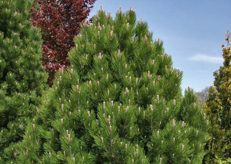 Сосна Pinus nigra