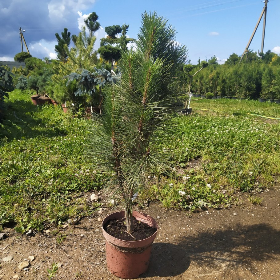 Сосна Тунберга Thunderhead