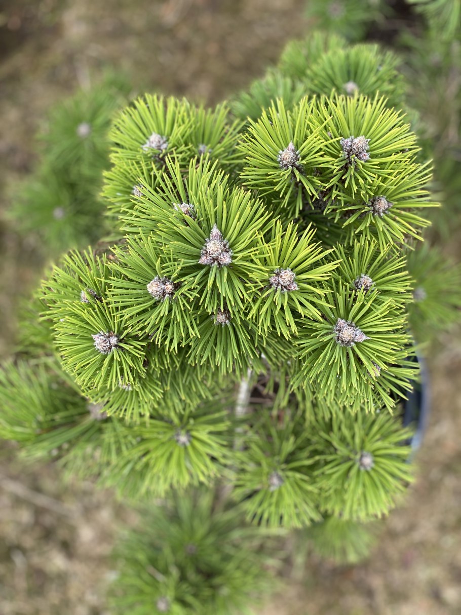Pinus nigra Hornibrookiana