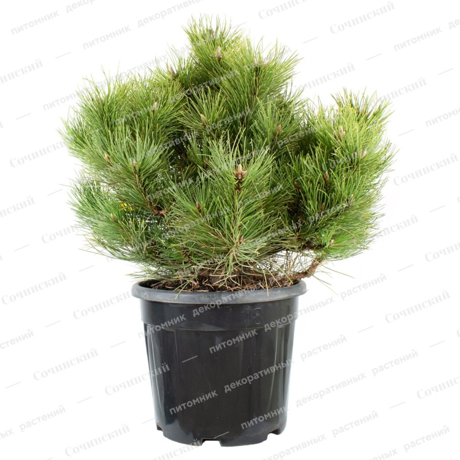 Сосна черная Бамбино