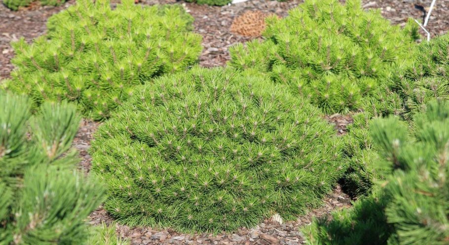 Pinus mugo Varella сосна Горная Варелла