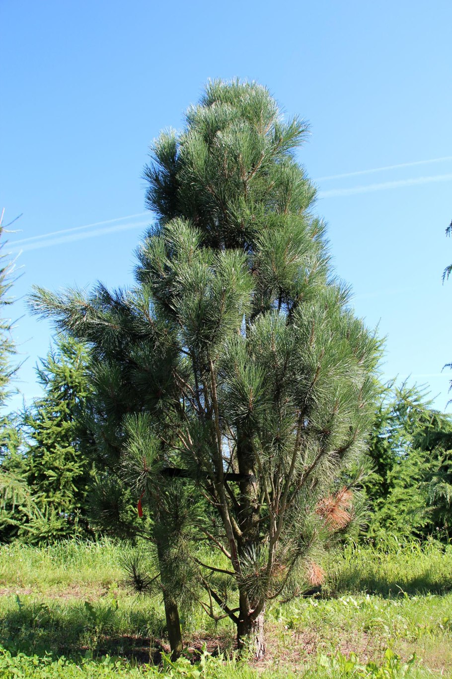 Сосна (Pinus nigra “bambino”)