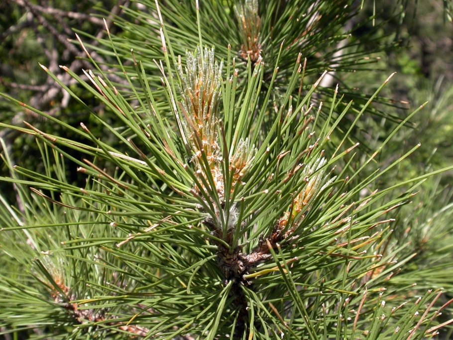 Pinus nigra Spielberg