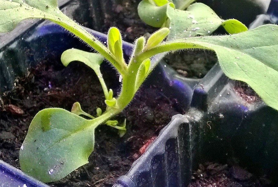 Укоренённые черенки петунии вегетативной