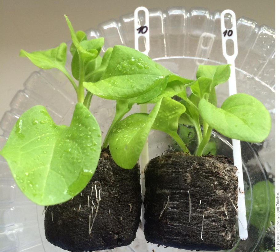 Калибрахоа черенки черенки