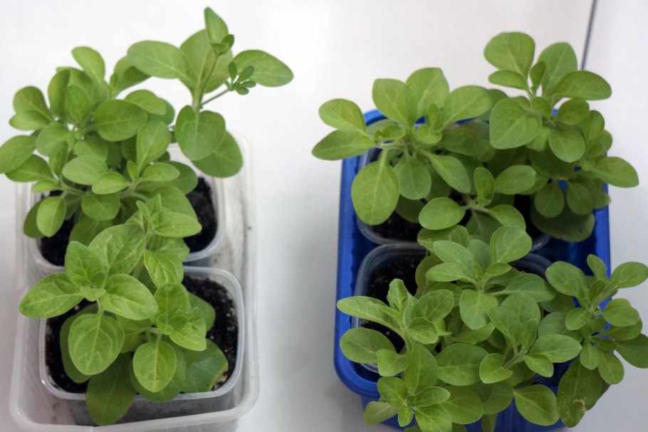 Черенкование петунии комнатной