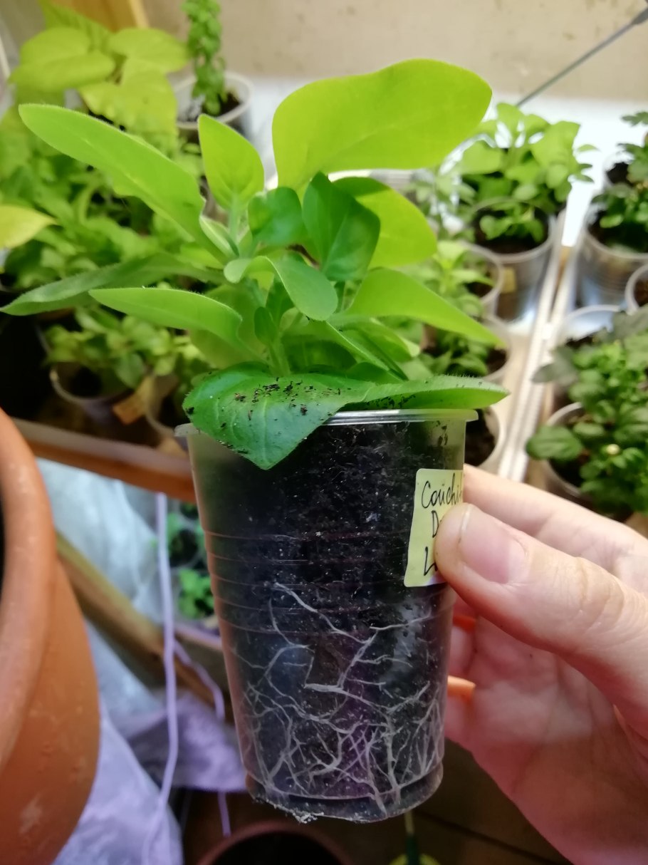 Черенкование петунии