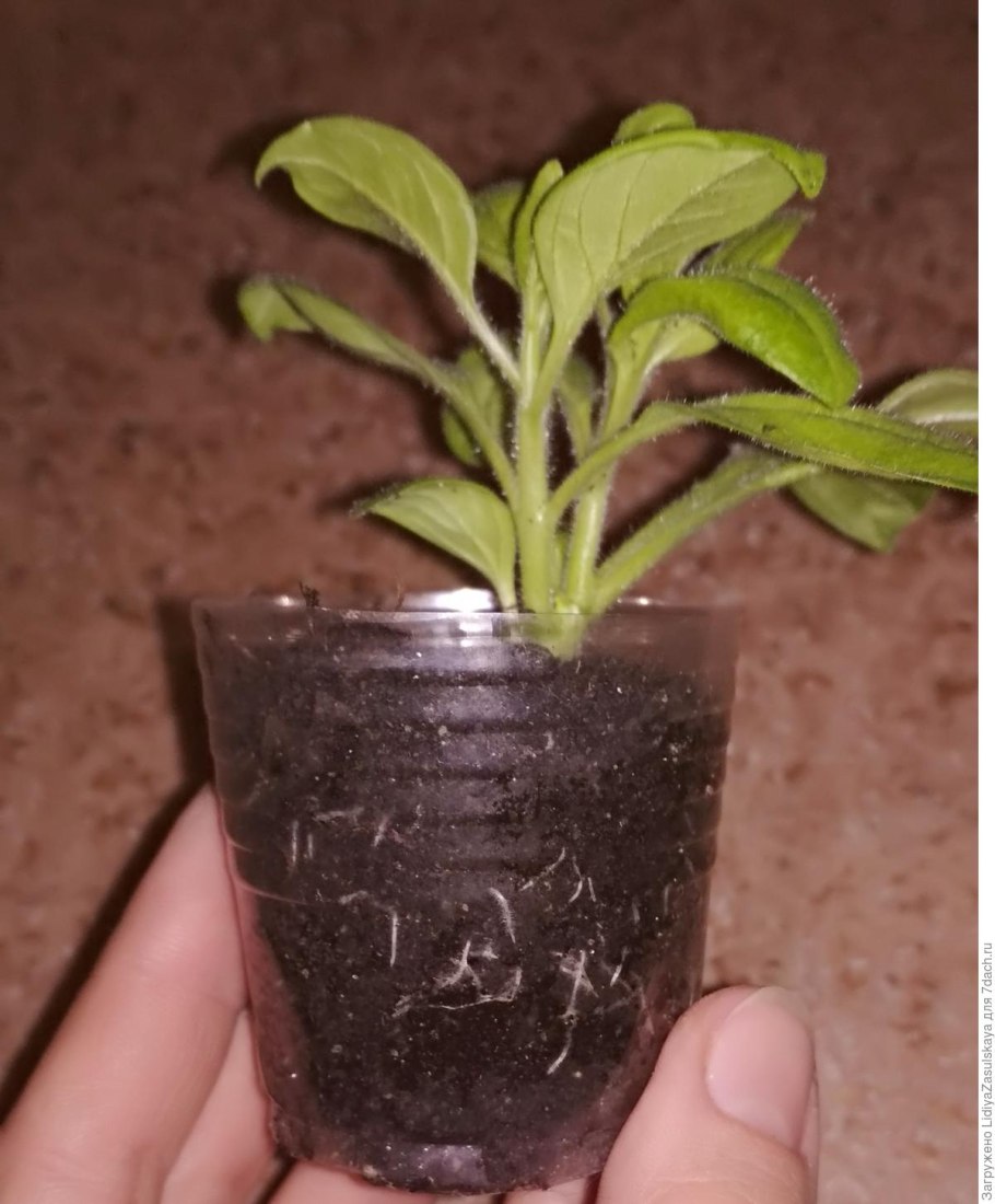 Обрезка петунии для обильного цветения