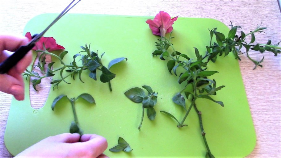 Черенкуем петунию