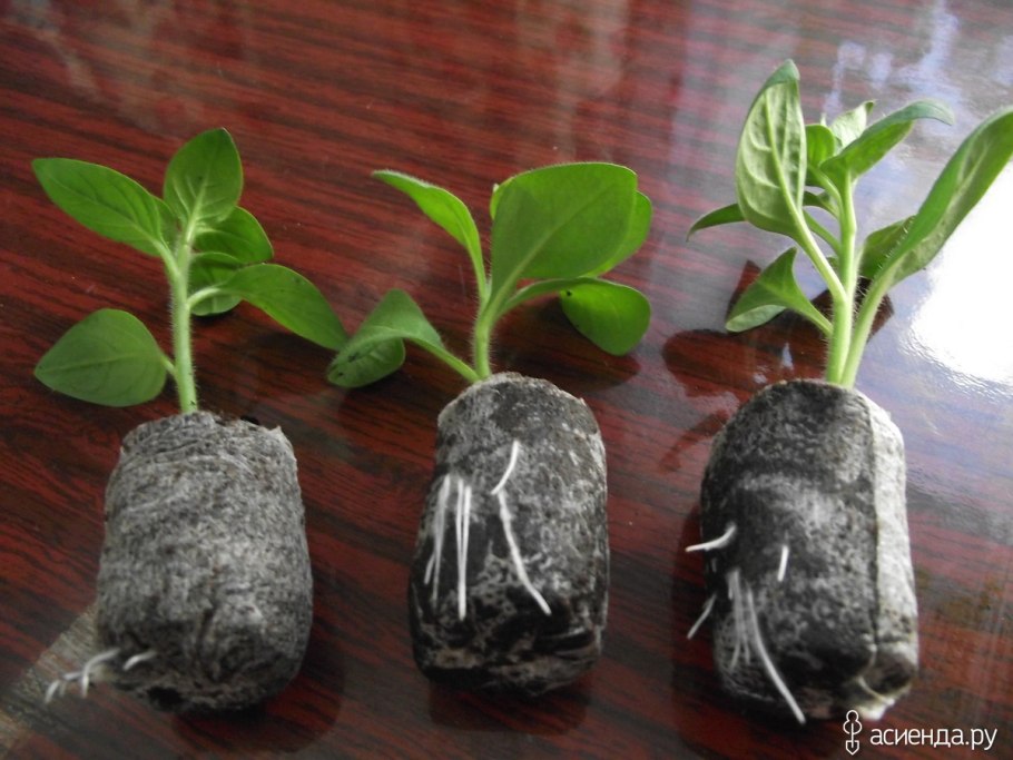 Петуния Глориоза черенкование