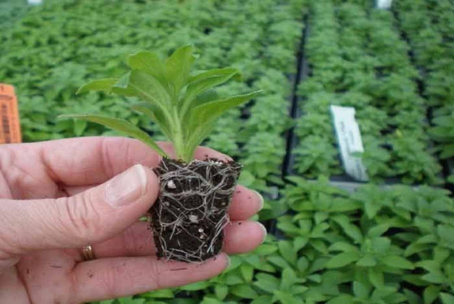 Сурфиния черенкование