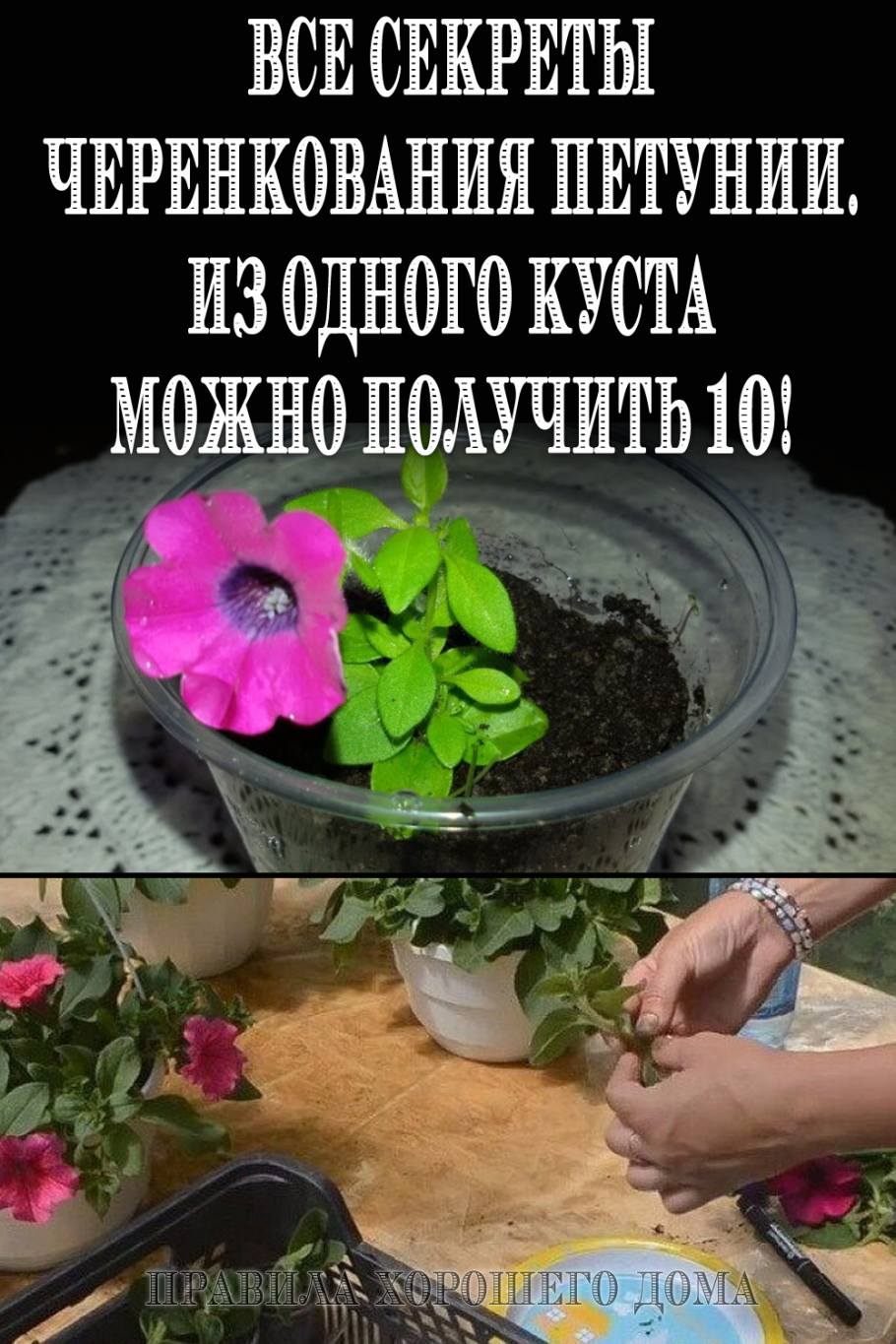 Рассада петунии прищипывать рассаду