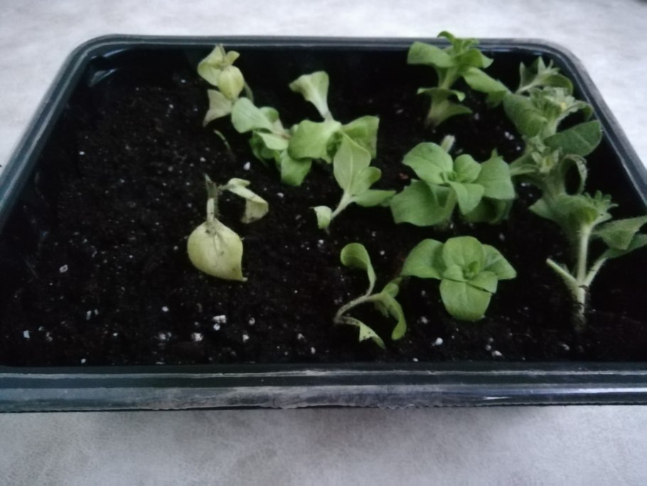 Формировка петунии ампельной