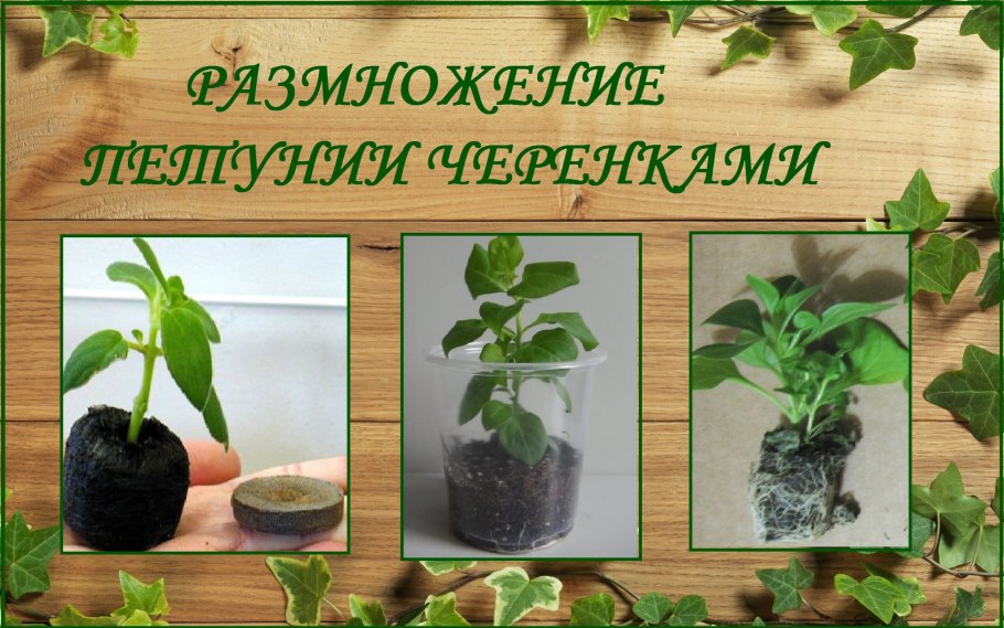 Вегетативная петуния размножение черенками