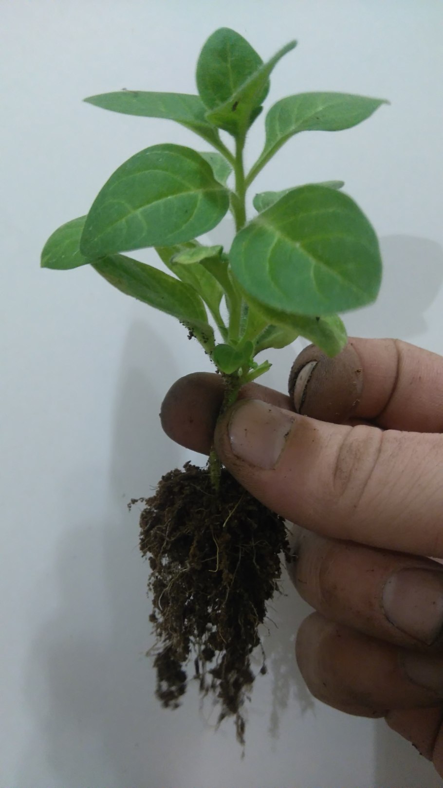 Пр Шипка ампельной петунии