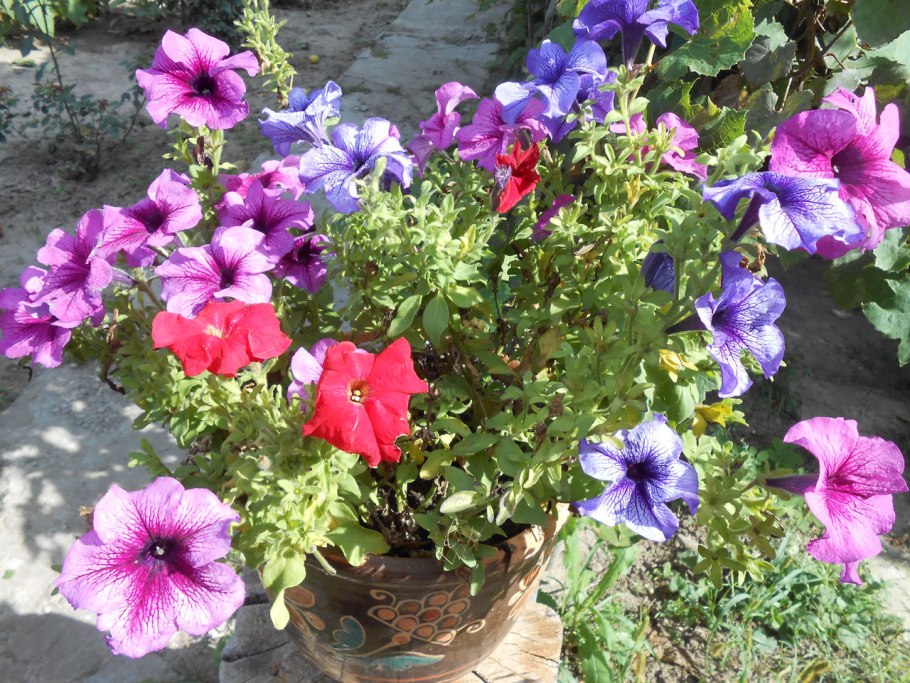 Досвечивание петунии