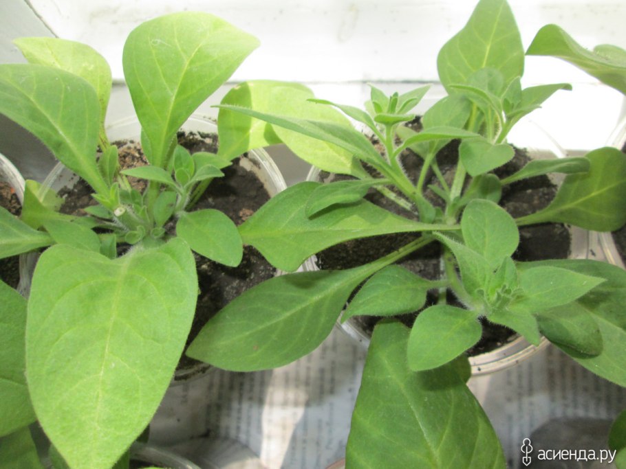 Черенкования петунии с корневином