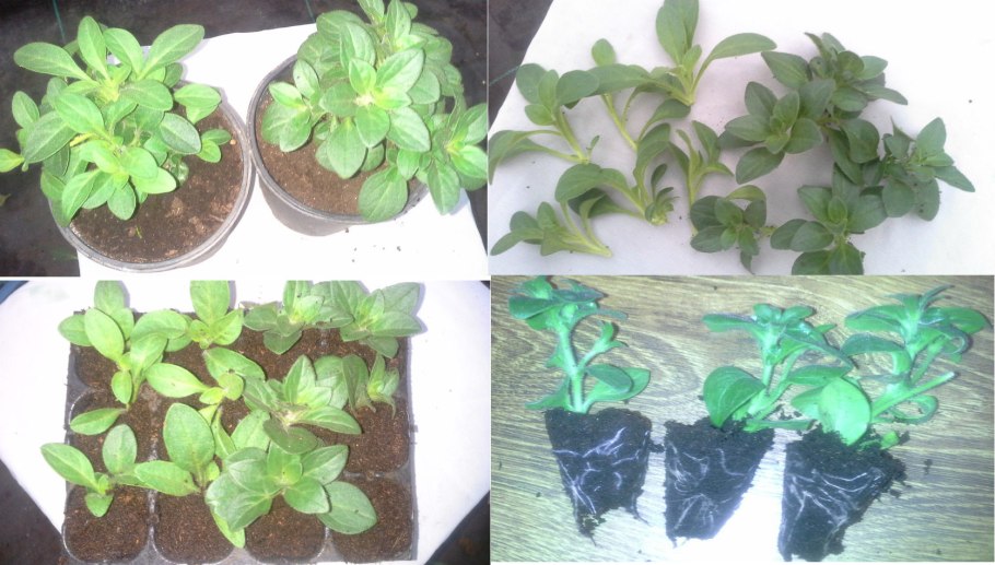 Неукорененные черенки петунии