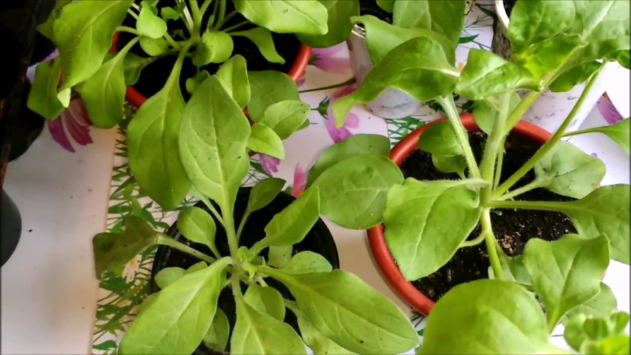 Петуния рассада прищипывание