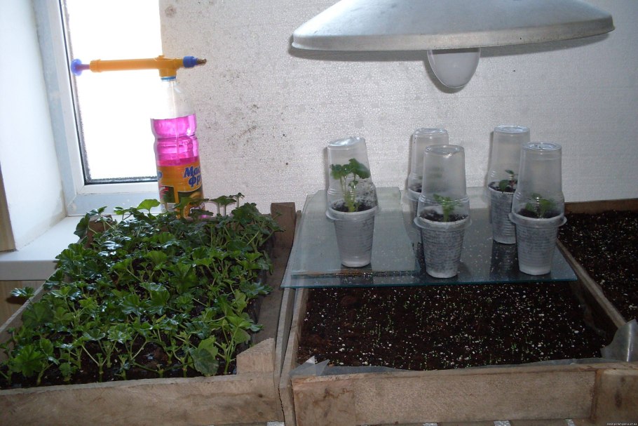 Черенкование петунии