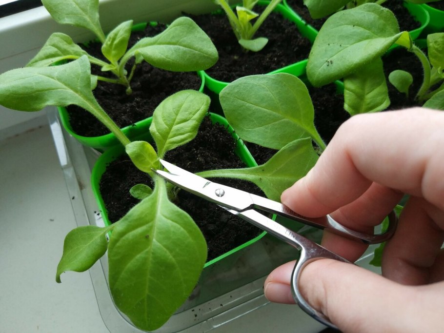 Природные стимуляторы корнеобразования черенков