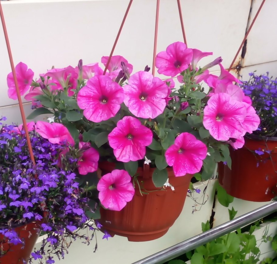 Неукорененные черенки петунии