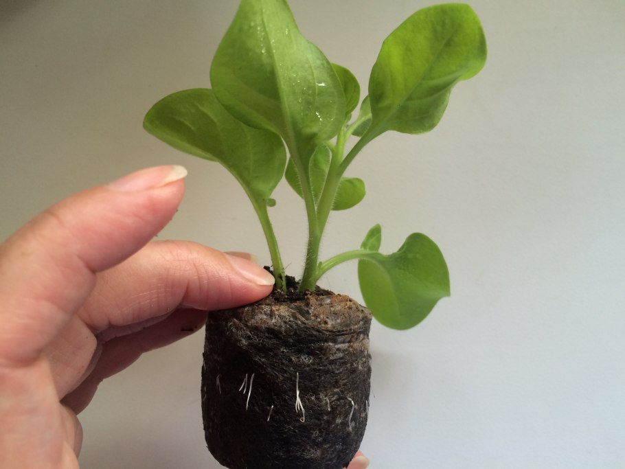 Остеоспермум черенкование