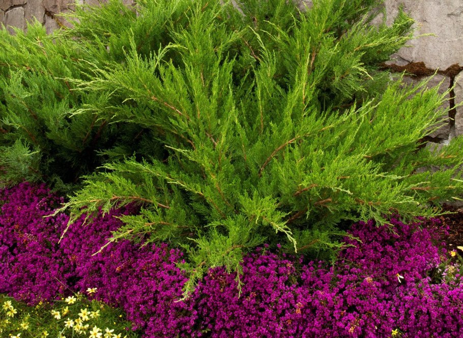 Хвойники в Лесном ландшафте