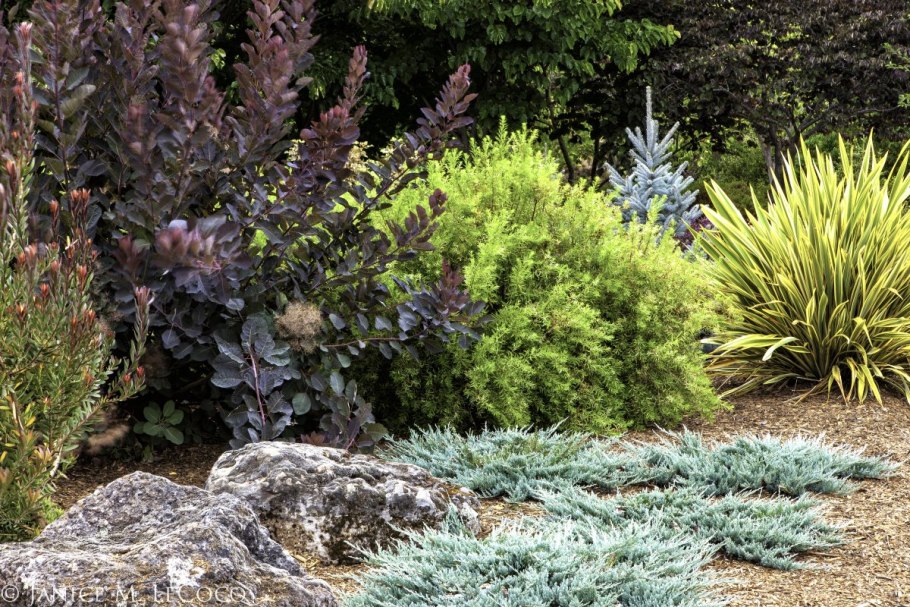 Туя можжевельник ландш