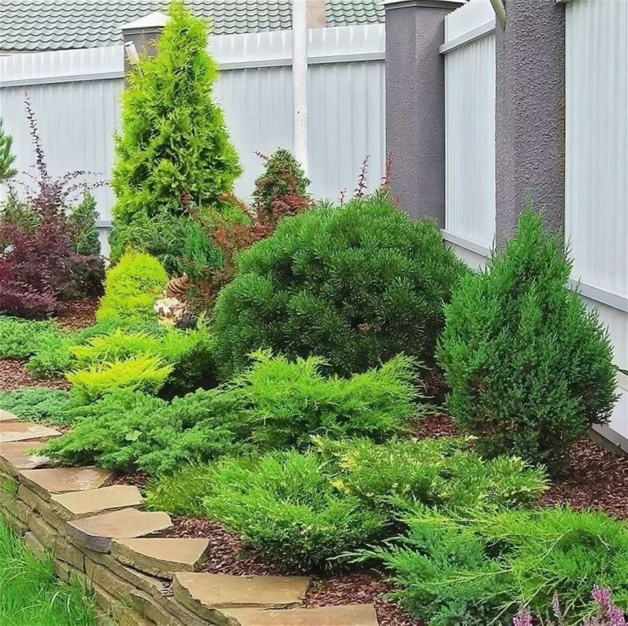 Сосна Пумилио Горная миксбордер